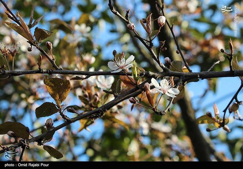  شکوفه های بهاری رودسر 