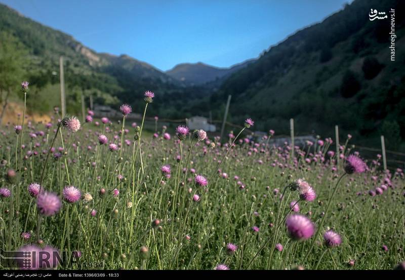  طبیعت زیبای بهاری مازندران‎