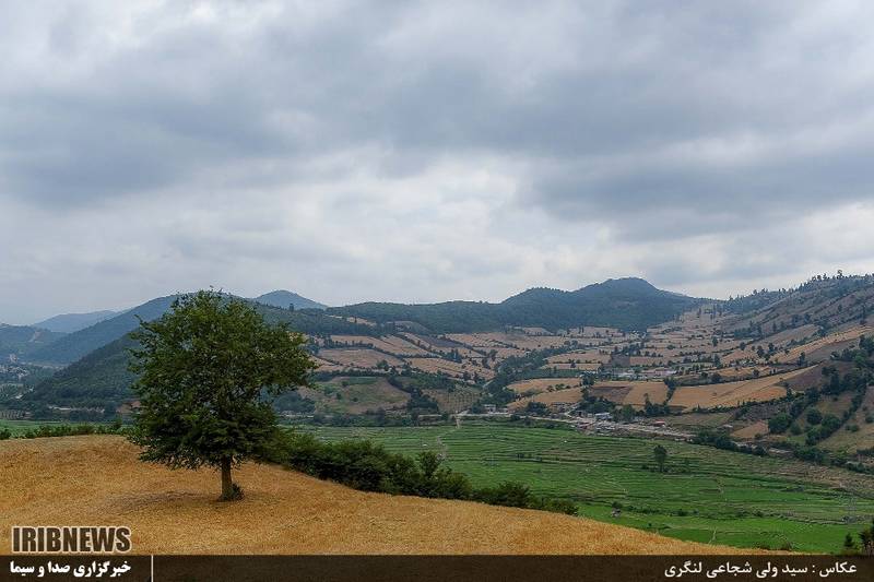 تصاویر/ برداشت گندم از مزارع مازندران