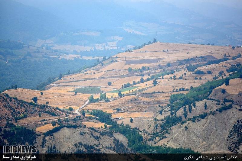 تصاویر/ برداشت گندم از مزارع مازندران