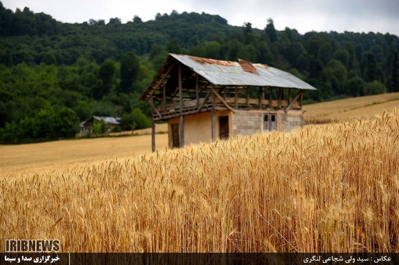 تصاویر/ برداشت گندم از مزارع مازندران