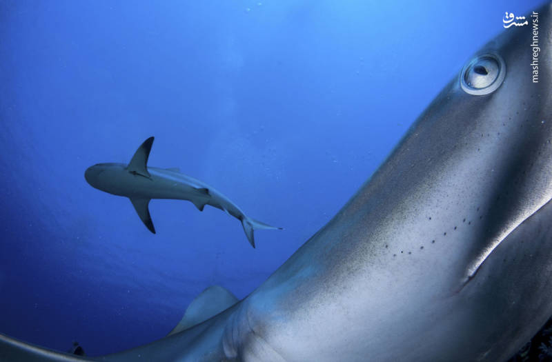 برندگان مسابقه عکاسی در سفر ۲۰۱۷ برندگان مسابقه عکاسی در سفر ۲۰۱۷