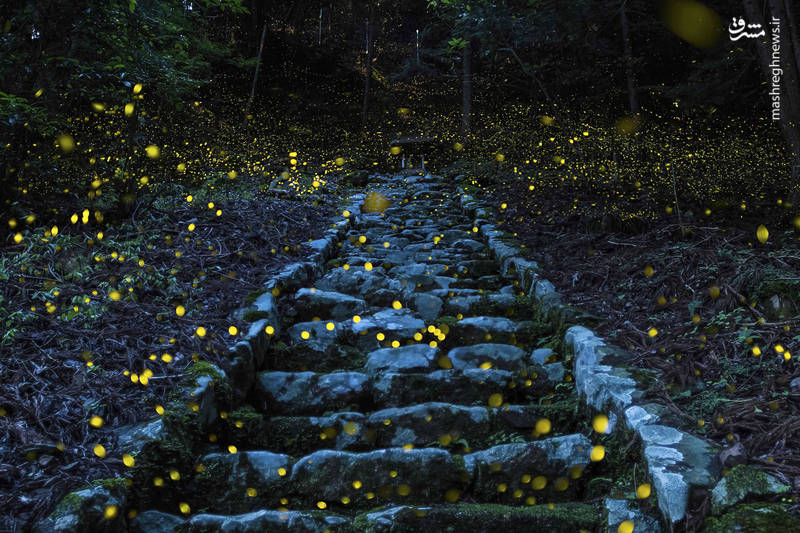 برندگان مسابقه عکاسی در سفر ۲۰۱۷ برندگان مسابقه عکاسی در سفر ۲۰۱۷