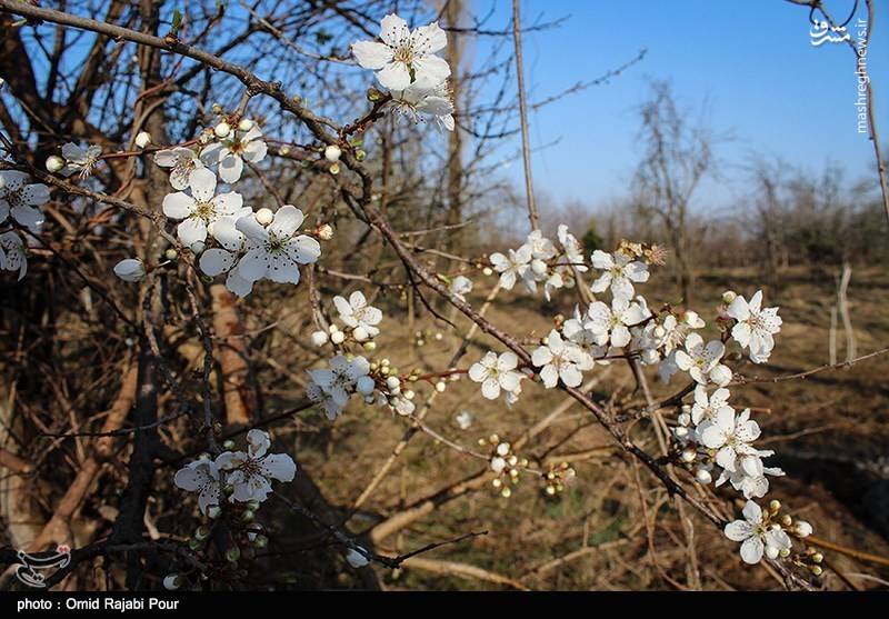  شکوفه های بهاری رودسر 