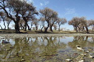 جنگل سیستان و بلوچستان