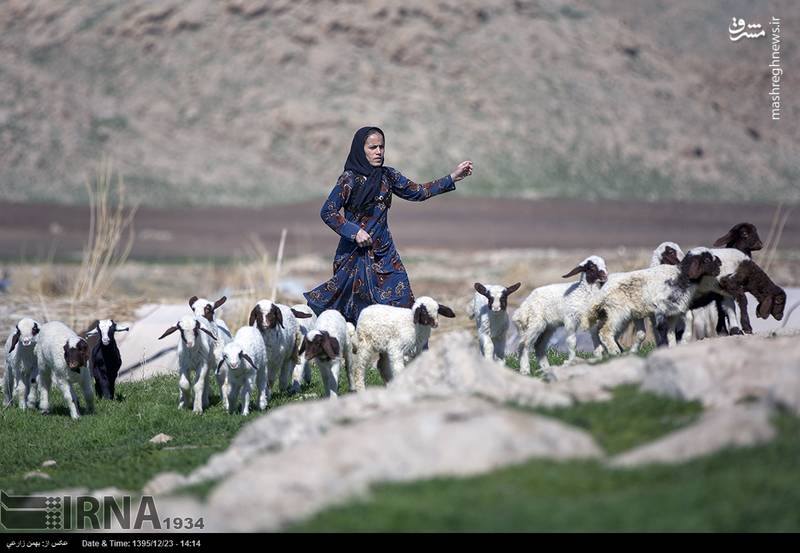  عشایر منطقه «خان لیلی» در استان کرمانشاه
