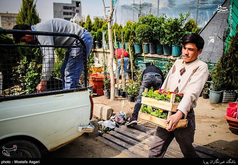 بازار گل و گیاه در آستانه نوروز 