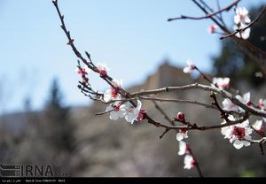 طبیعت بهاری در روستای « خرو» شهرستان طبس از توابع خراسان جنوبی