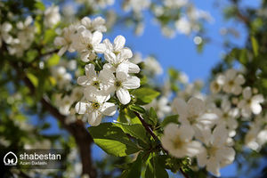 شکوفه های بهاری الموت قزوین