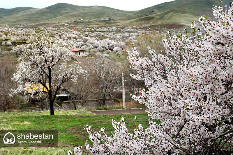 شکوفه های بهاری الموت قزوین