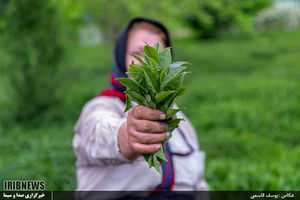 برداشت چای در لاهیجان 