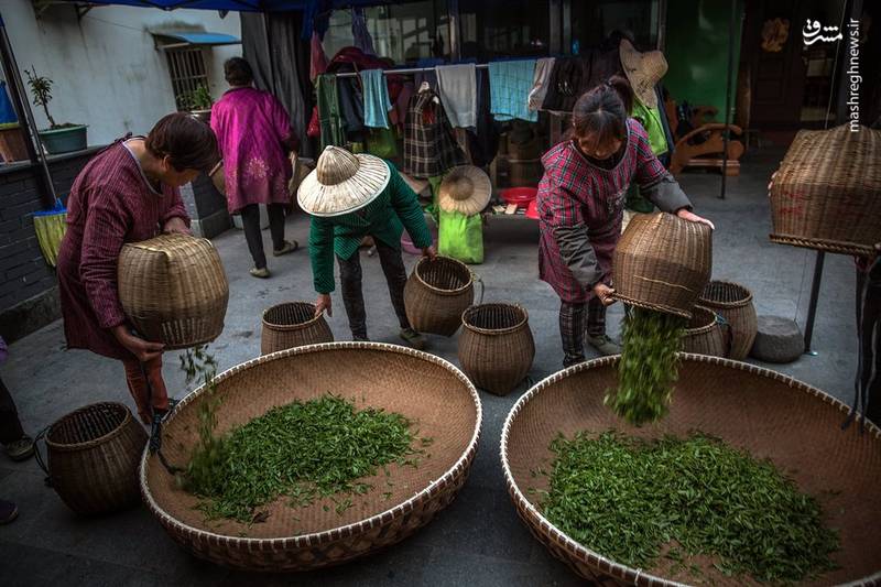 کشت چای در چین 