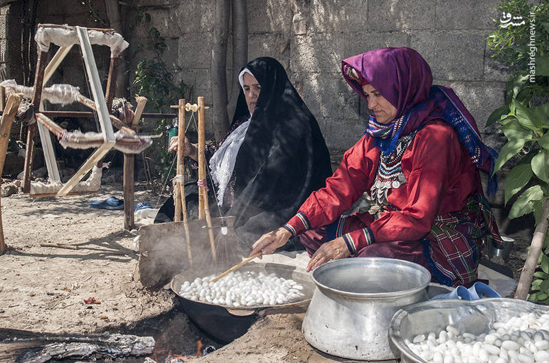 برداشت ابریشم در شمال ایران