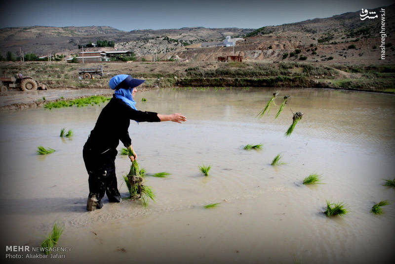 نشاء برنج در استان گلستان