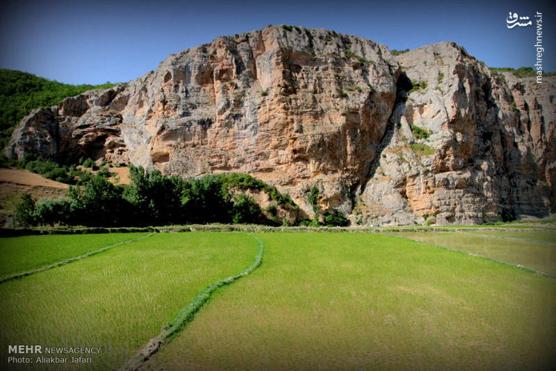 نشاء برنج در استان گلستان