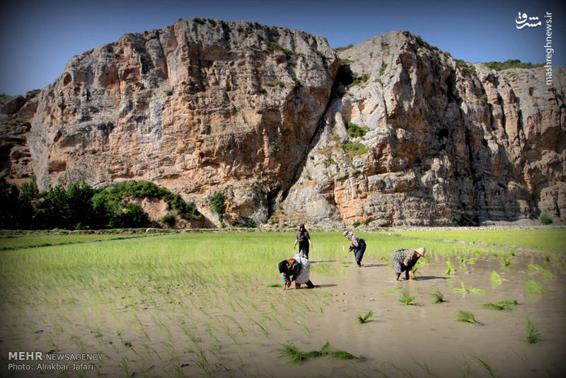 نشاء برنج در استان گلستان