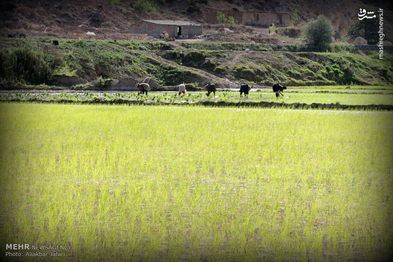 نشاء برنج در استان گلستان