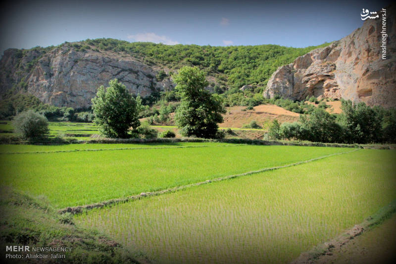 نشاء برنج در استان گلستان