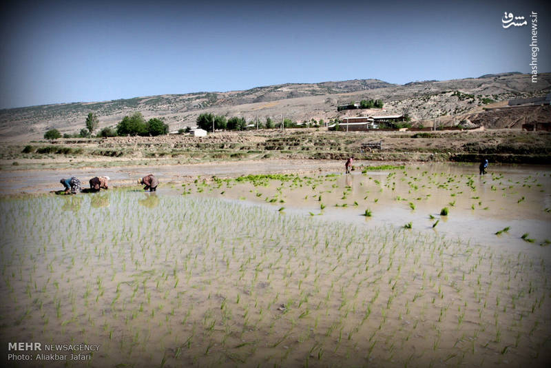 نشاء برنج در استان گلستان