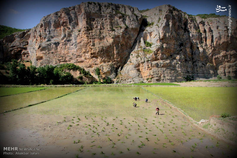 نشاء برنج در استان گلستان