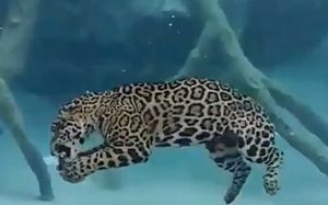 فیلم/ شنای جالب جگوار در زیر آب