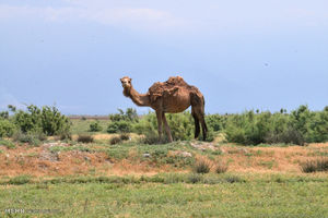 پسروی آب دریای خزر در خلیج گرگان