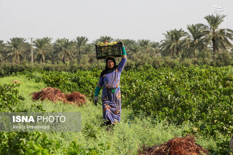 برداشت انگور در شهرستان کارون خوزستان