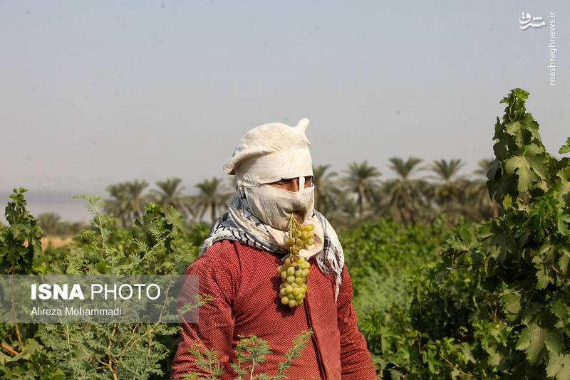 برداشت انگور در شهرستان کارون خوزستان