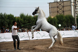 دومین جشنواره اسب اصیل بومی فلات ایران در سیرجان