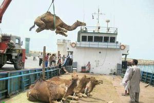 محموله صادرات ٨٦ نفر شتر به کشور قطر 