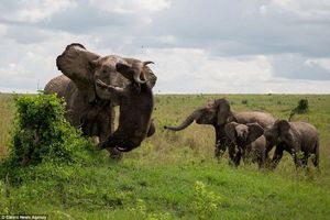 حمله فیل به کرگدن