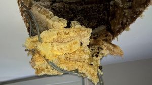 کشف کندوی عظیم عسل در سقف یک خانه