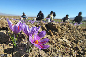 زعفران