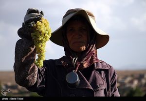  برداشت انگور در شیروان - خراسان شمالی 