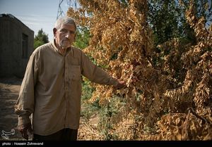  خشکسالی در انتظار باغ های میوه تهران 