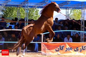 جشنواره زیبایی ملی اسب فلات ایران