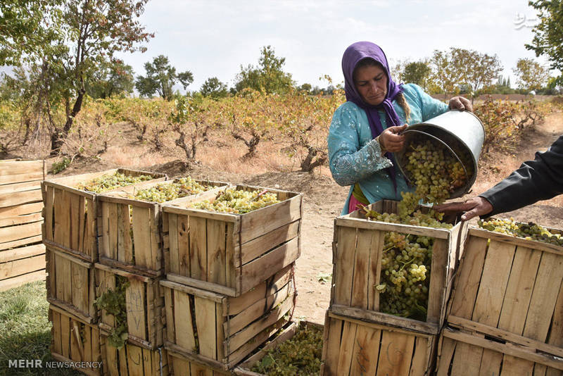 برداشت انگور در روستای سولار شهرضا‎