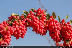 برداشت زرشک از باغات خراسان جنوبی