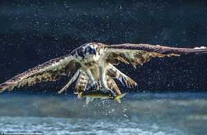 لحظه تماشایی شکار ماهی توسط عقاب
