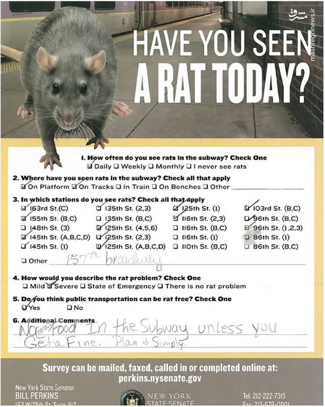 report on rats in the subway