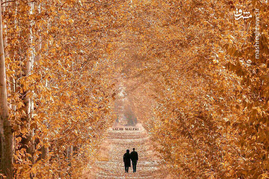 عکس/ طبیعت زیبا و دیدنی پاییز در ارومیه
