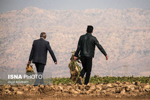 مشکلات چغندرکاران کوهدشت لرستان