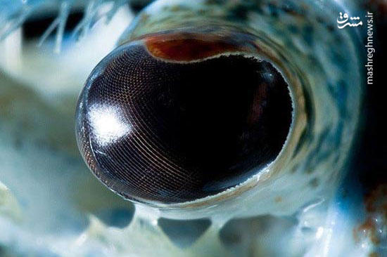 عکس/ نمایی نزدیک از چشم خرچنگ