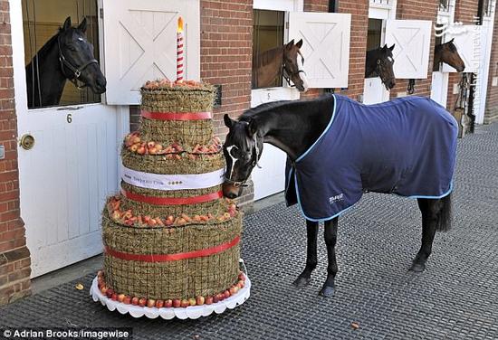 عکس/ کیک تولد اسب‌ها
