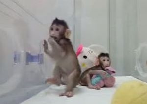 فیلم/ شبیه سازی دو میمون توسط دانشمند چینی