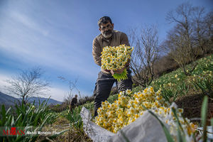  برداشت گل نرگس در مازندران