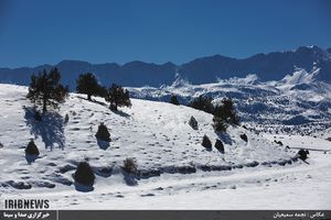 جنگل گلستان در زمستان