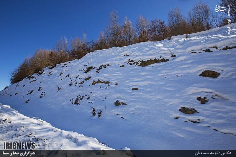 طبیعت زمستانی جنگل گلستان 