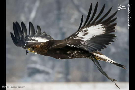 عکس/ مسابقه شکار با عقاب طلایی