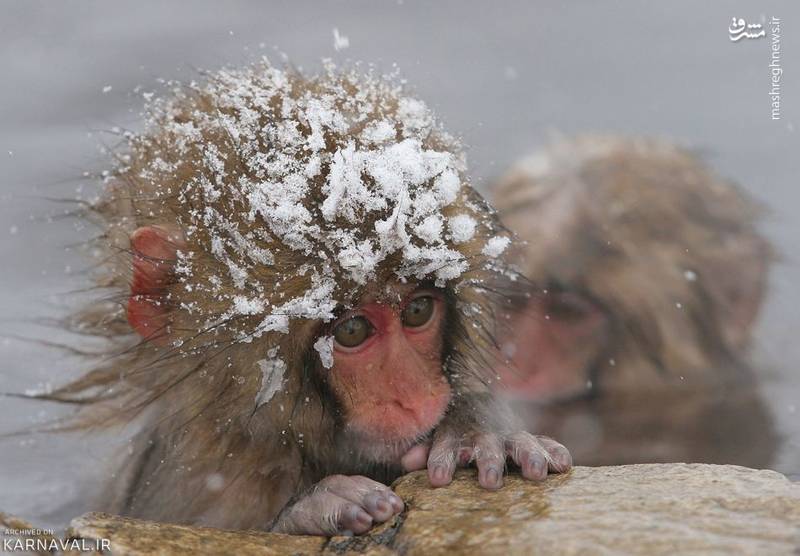 نام اصلی میمون های این پارک، ماکاک ژاپنی (Japanese macaque) و نام علمی شان ماکاکا فاسکتا (Macaca fuscata) است.